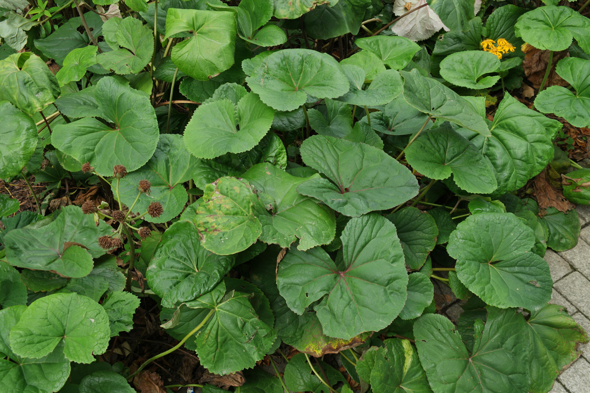 Ligularia dentata