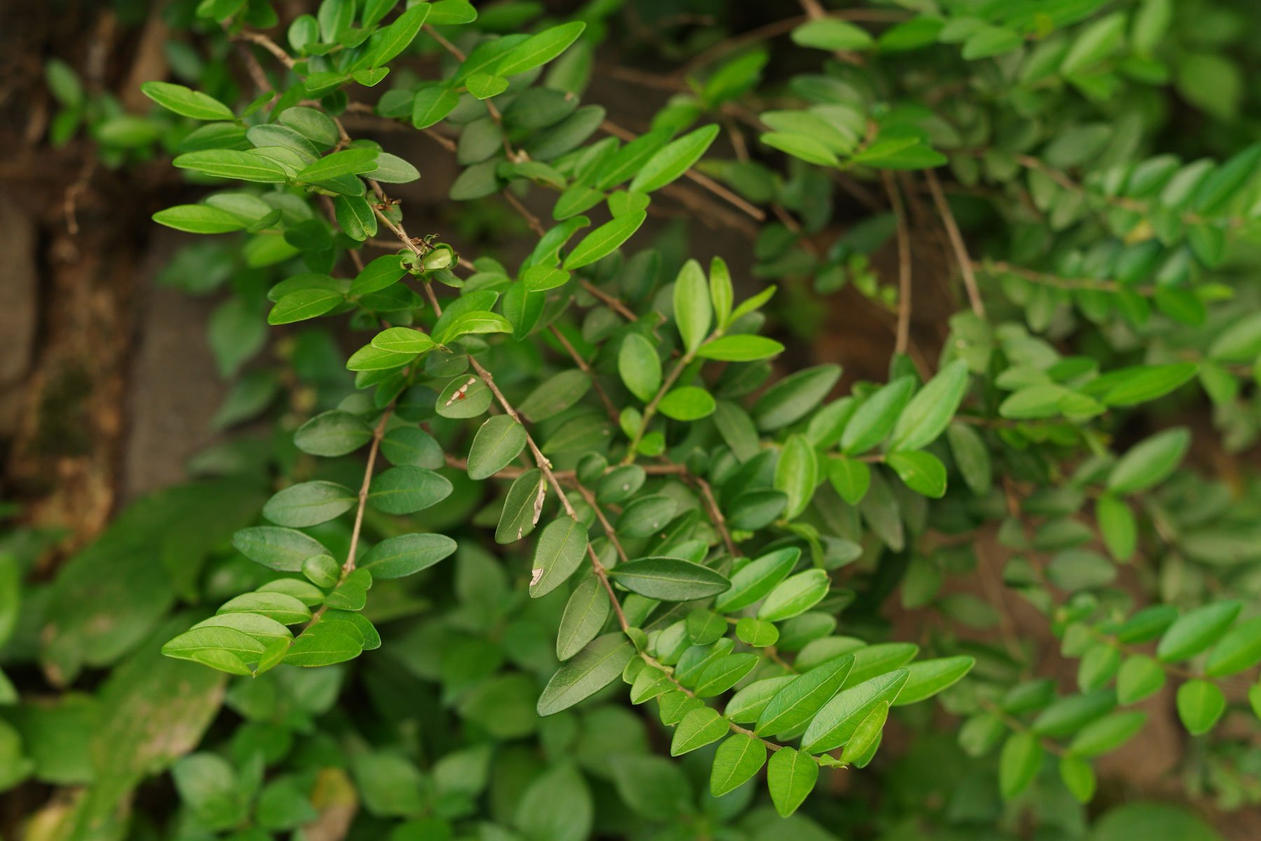 Lonicera ligustrina var. pileata