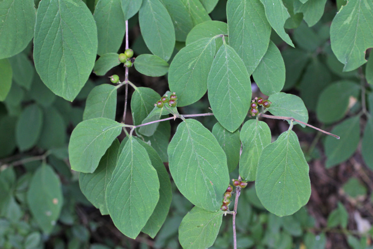 Lonicera xylosteum
