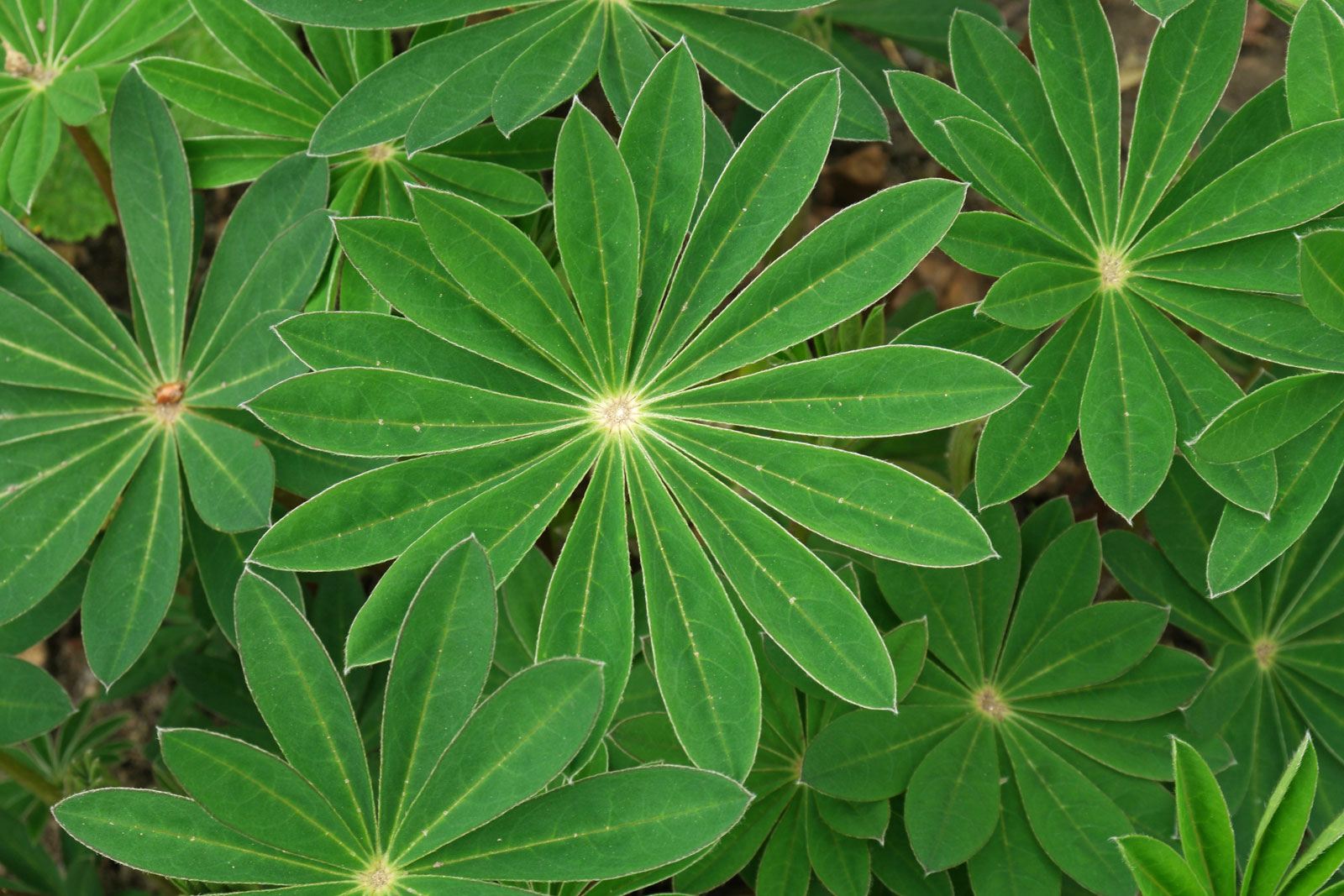 Lupinus polyphyllus