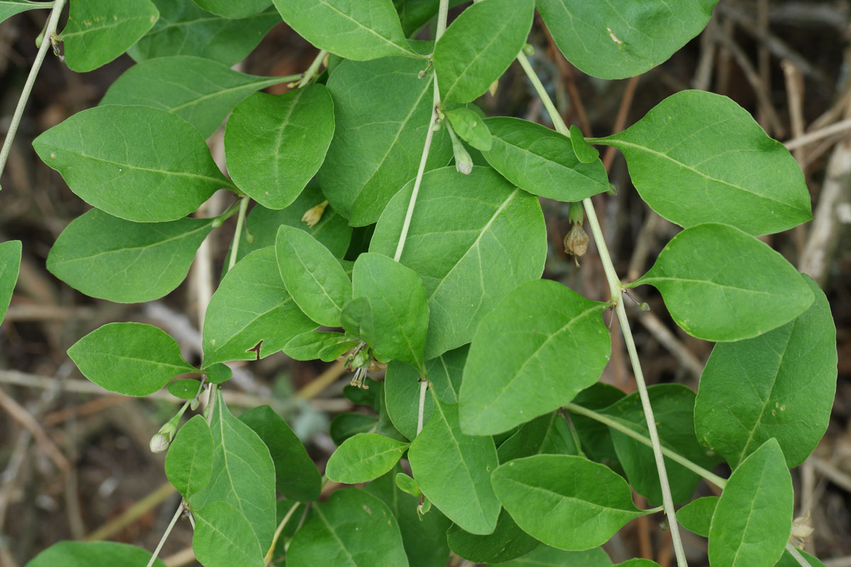 Lycium barbarum