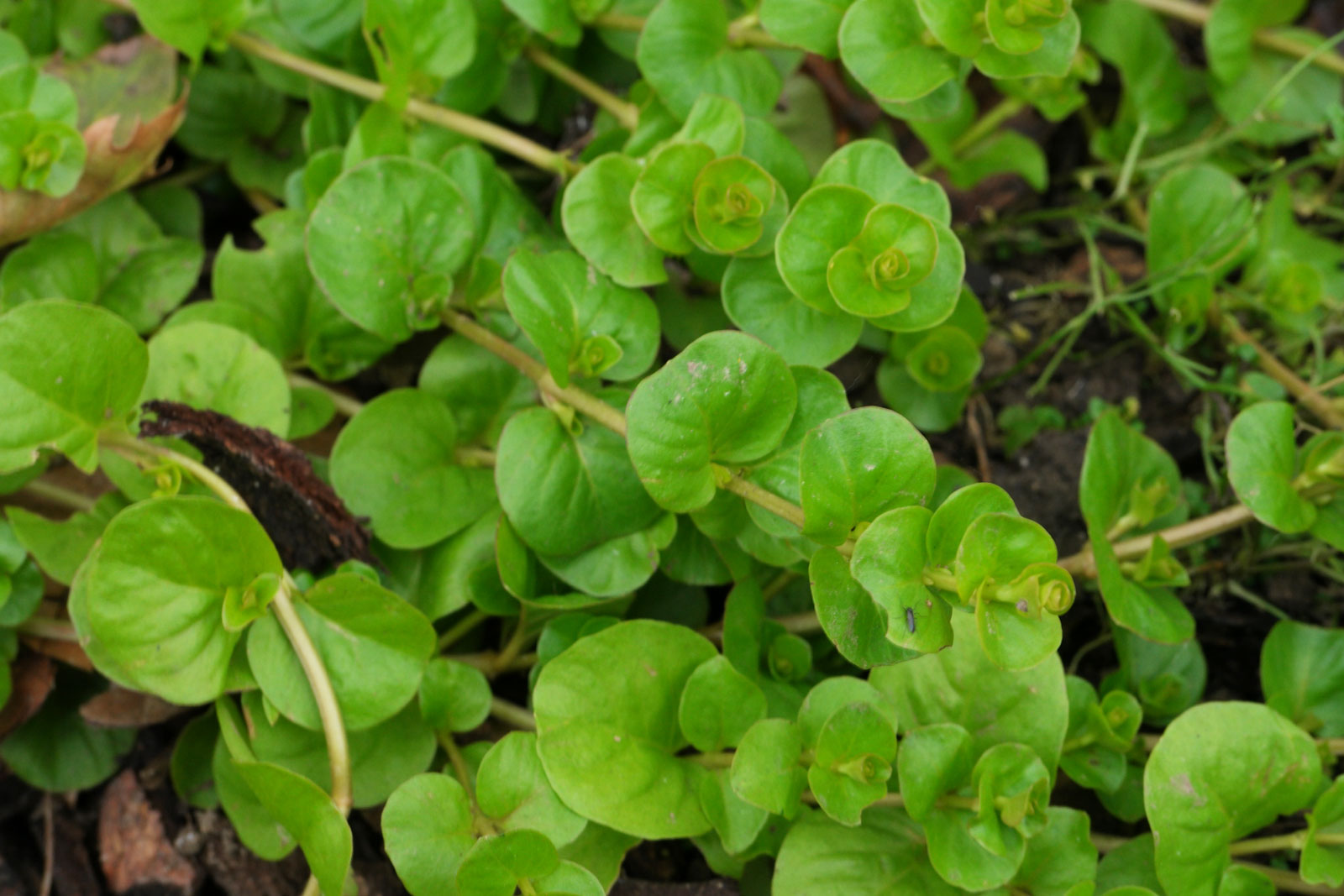 Lysimachia nummularia