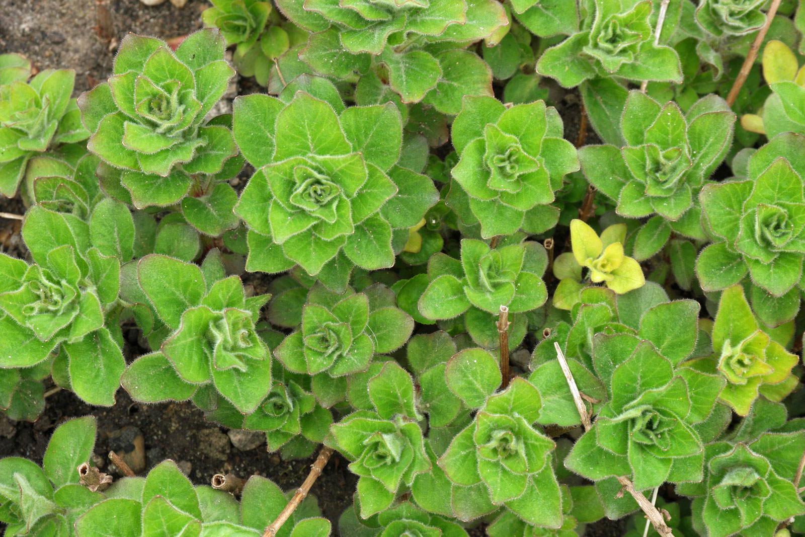 Lysimachia punctata