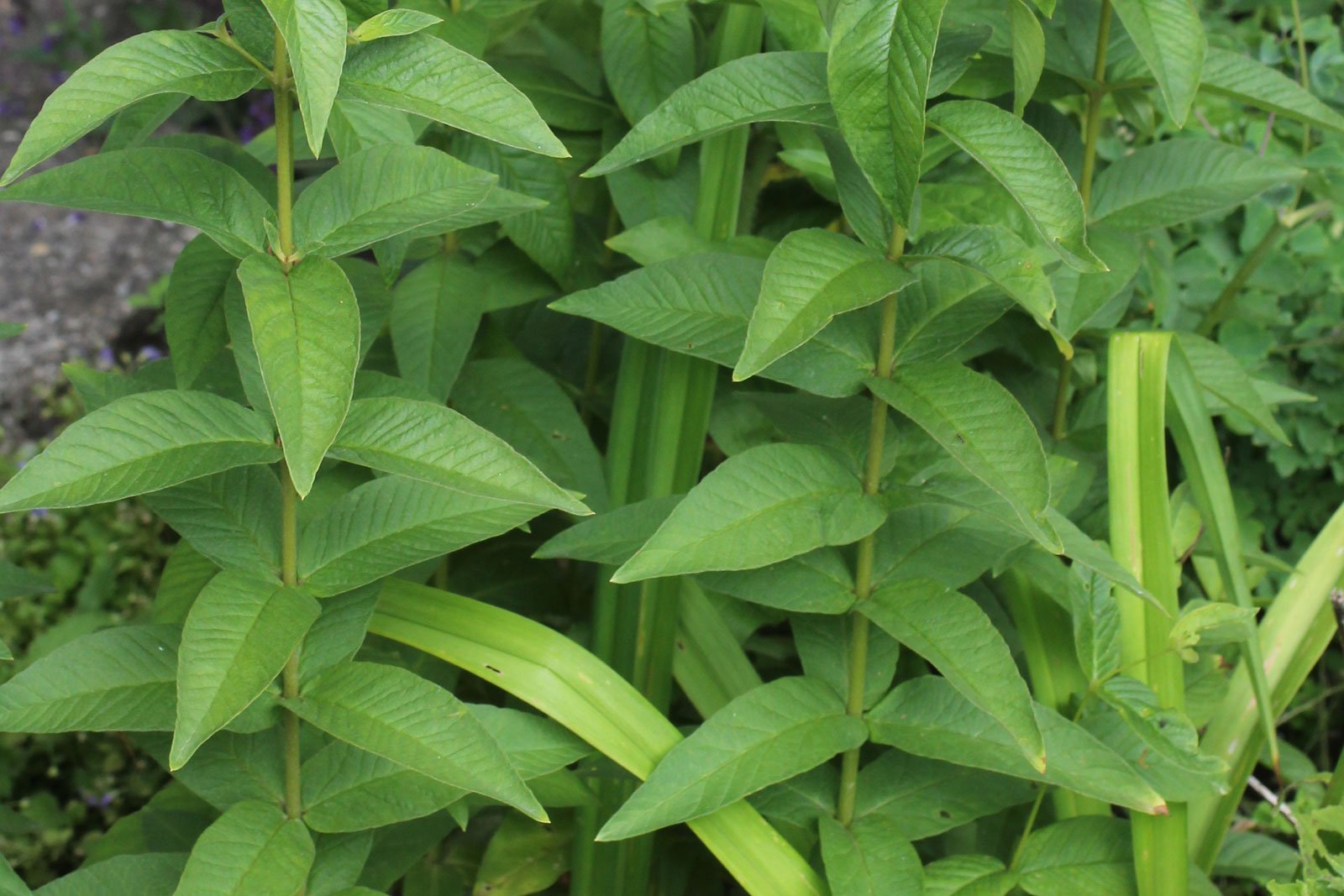 Lysimachia vulgaris