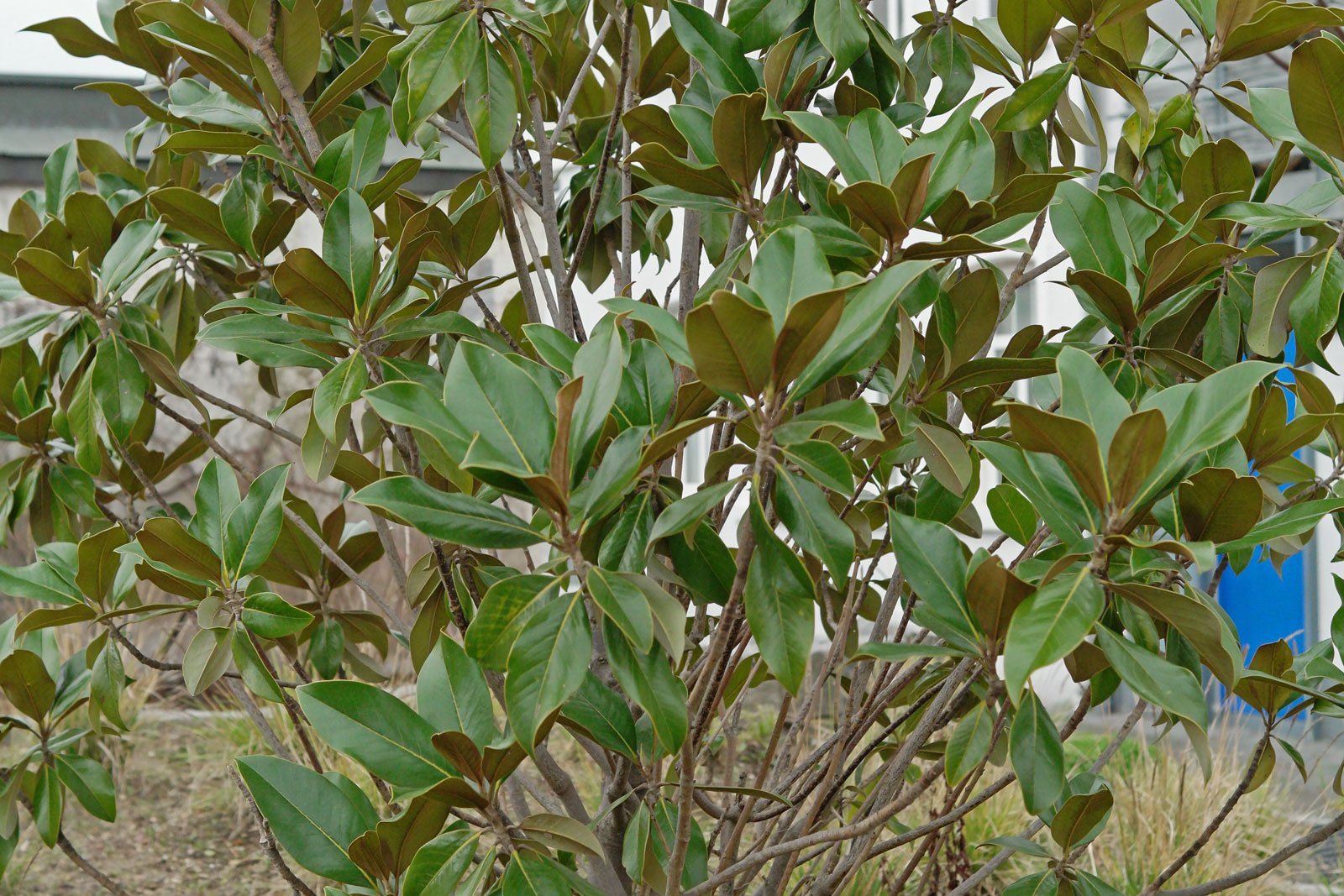 Magnolia grandiflora