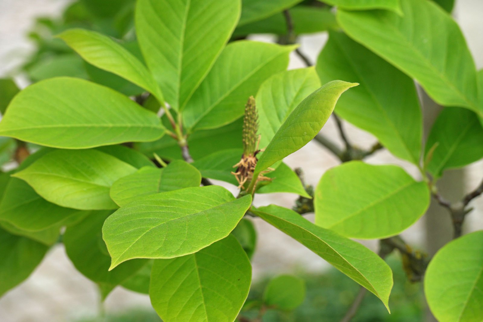 Magnolia soulangeana
