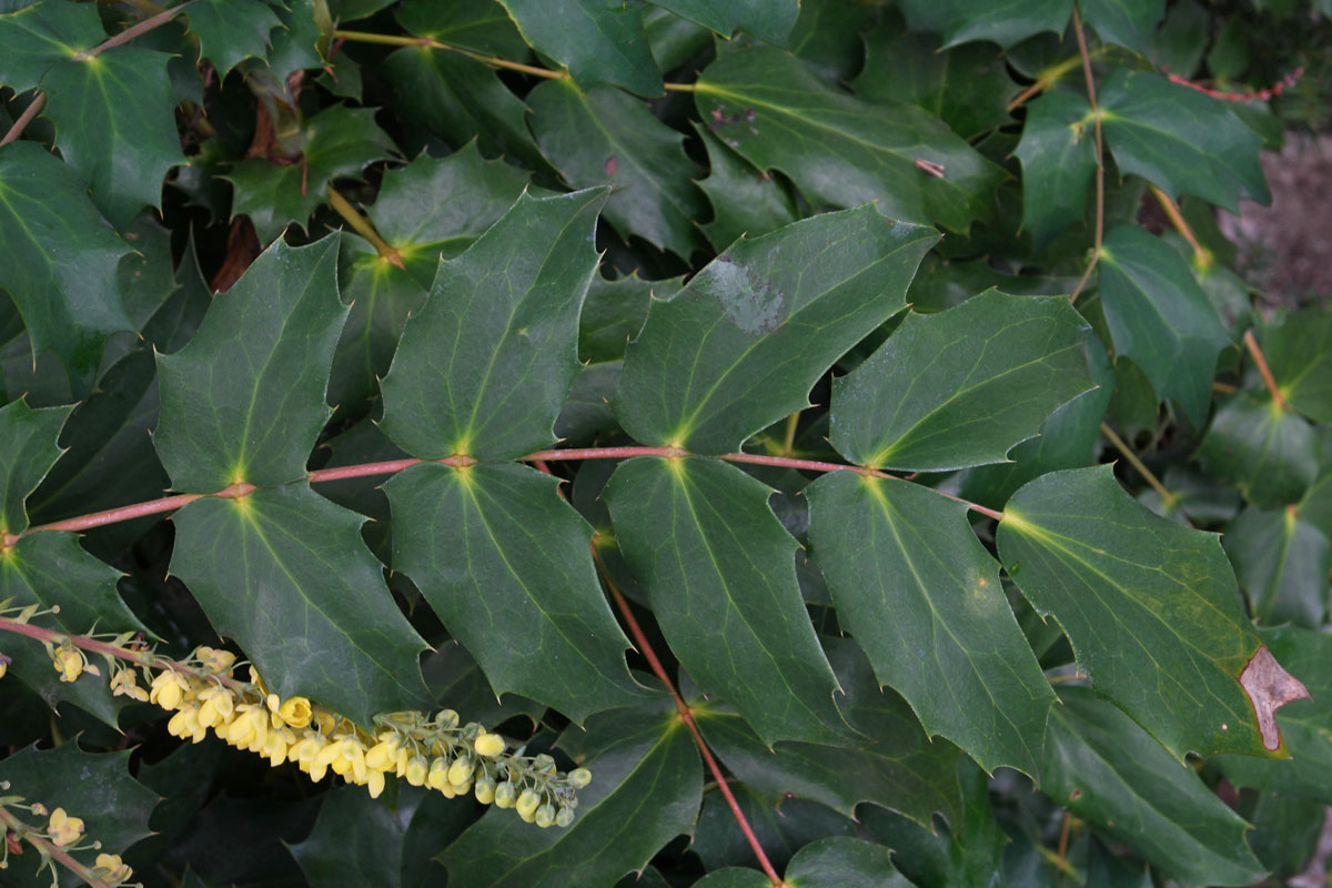 Mahonia media