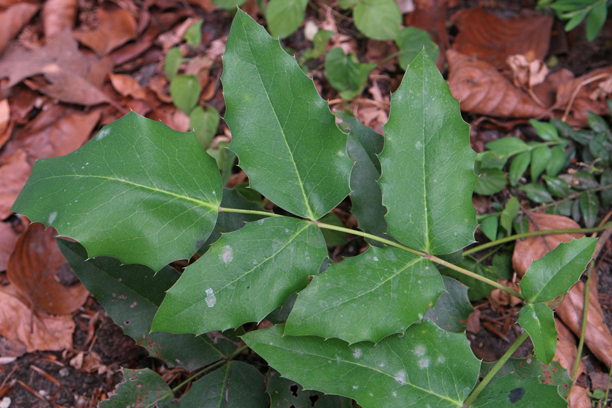 Mahonia aquifolium
