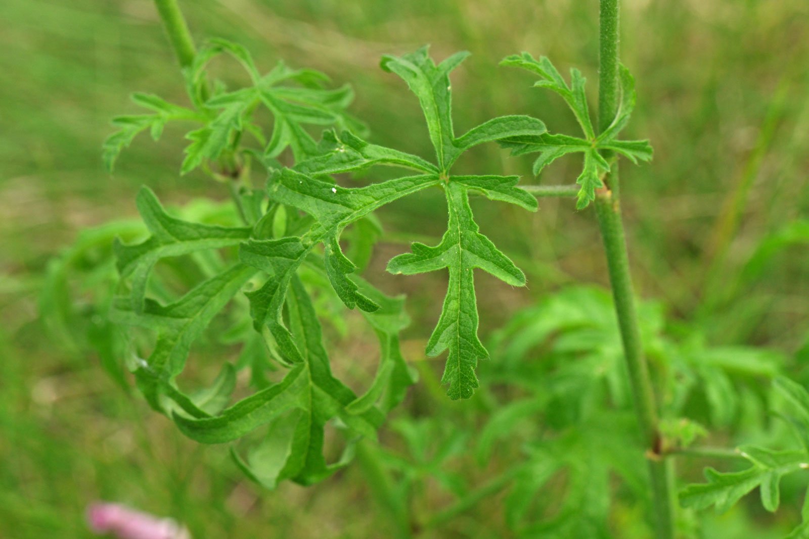 Malva alcea