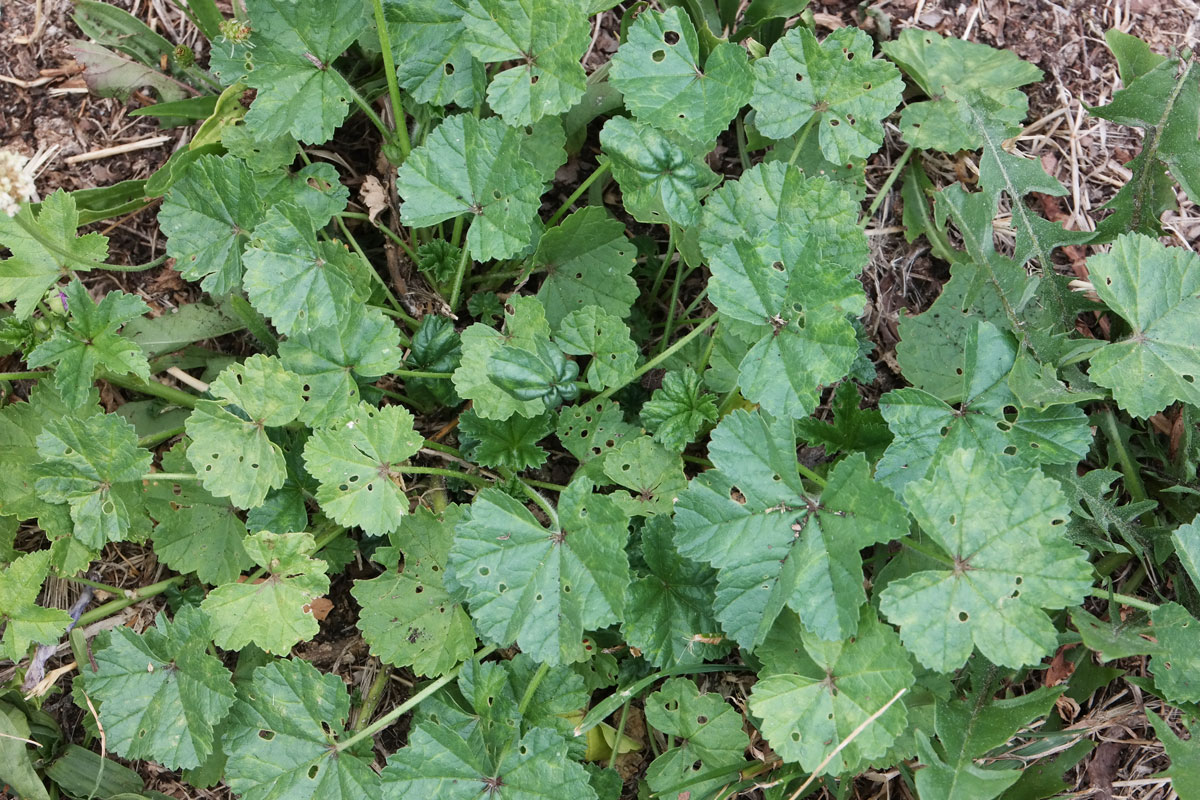 Malva sylvestris