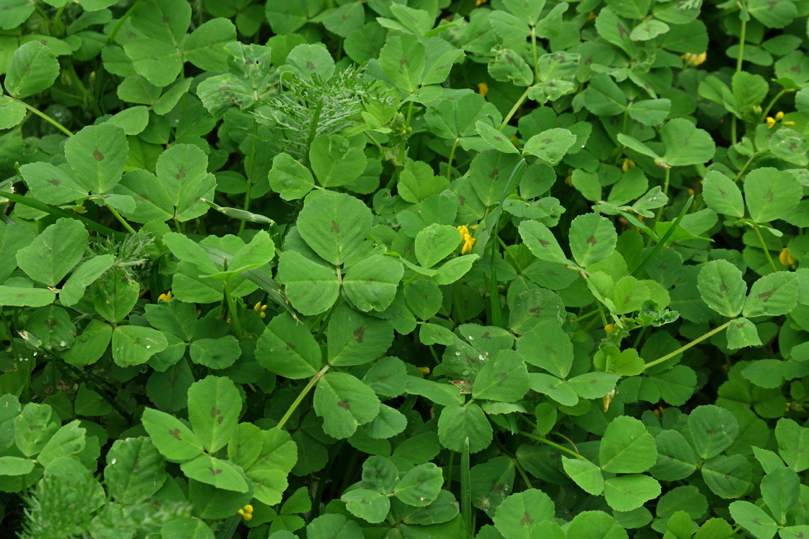 Medicago arabica