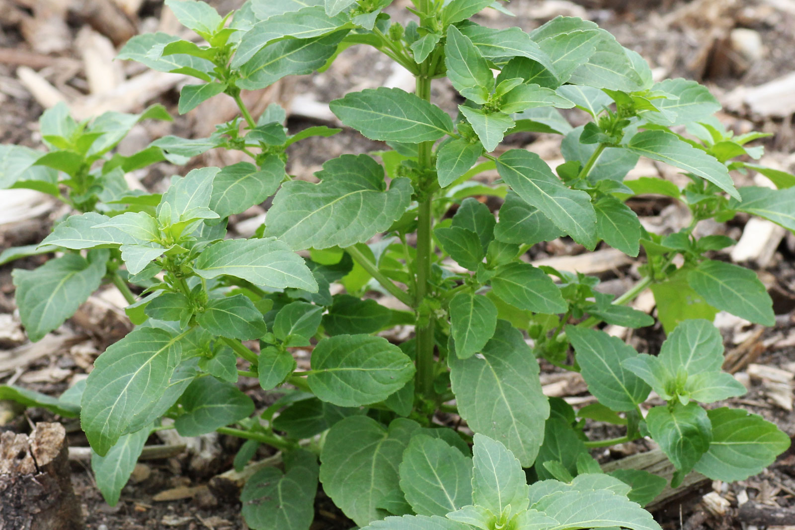 Mercurialis annua