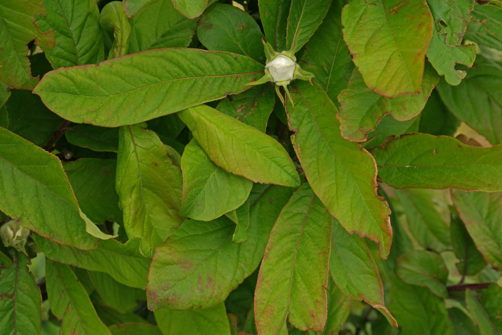 Mespilus germanica