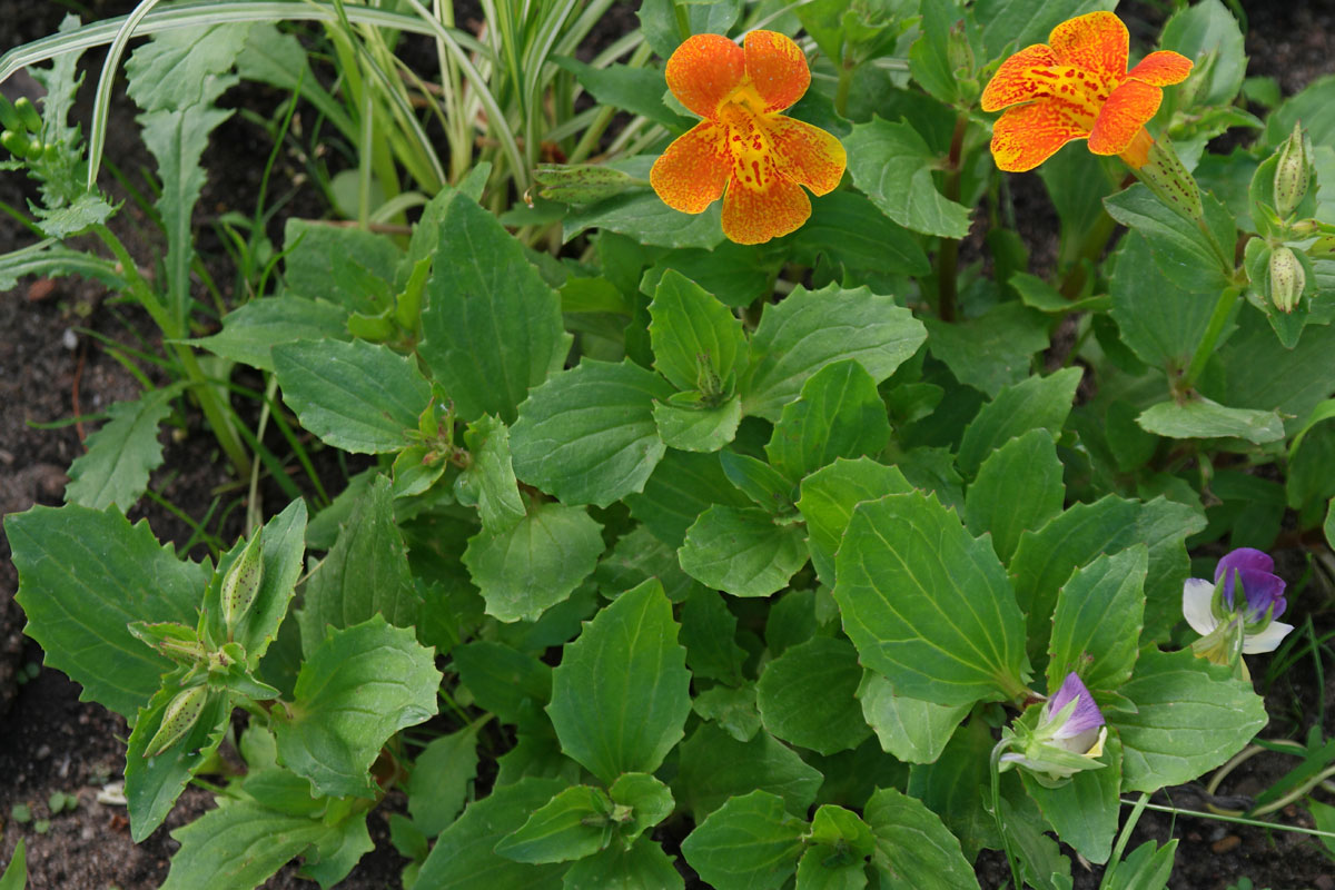 Mimulus cupreus