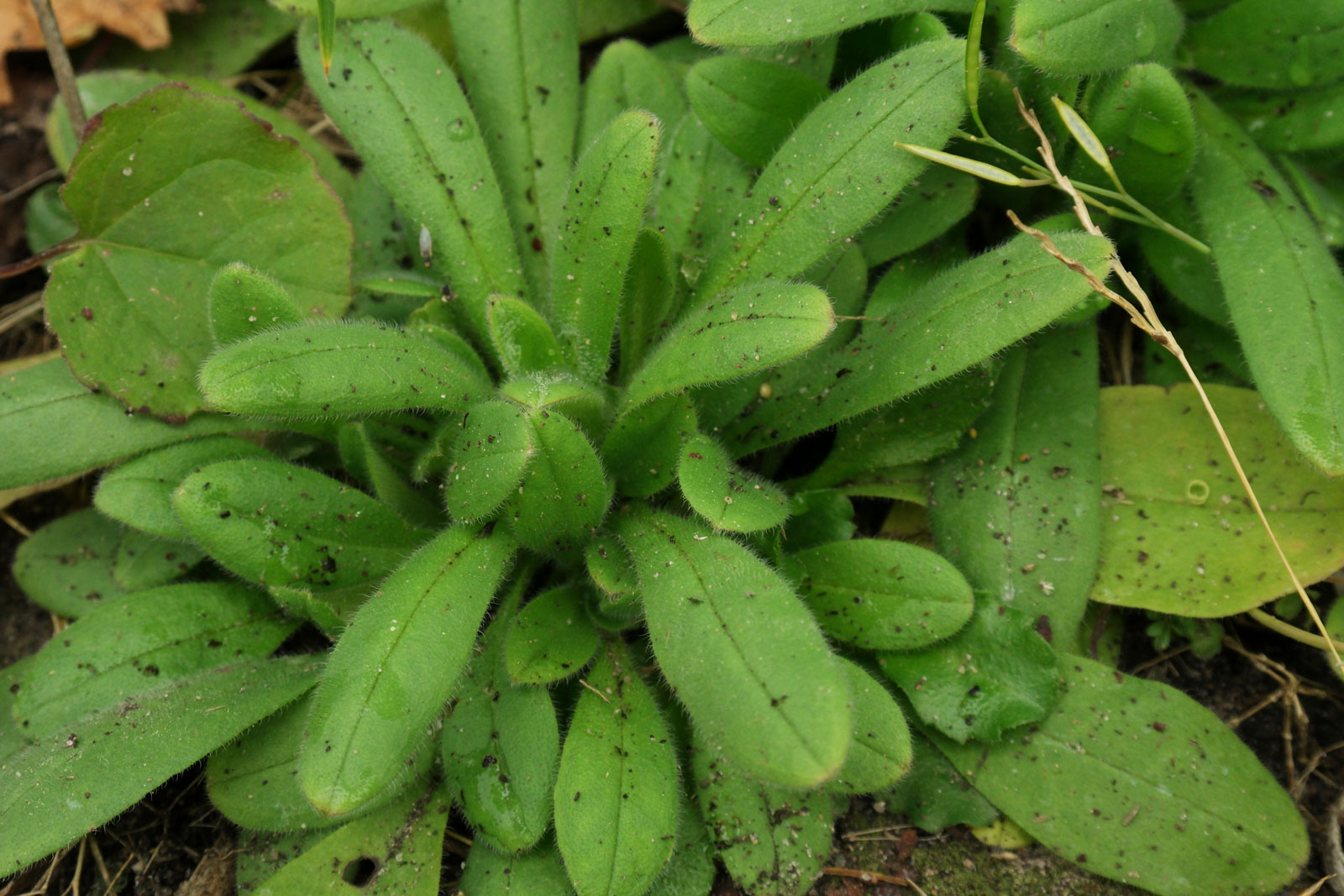 Myosotis arvensis