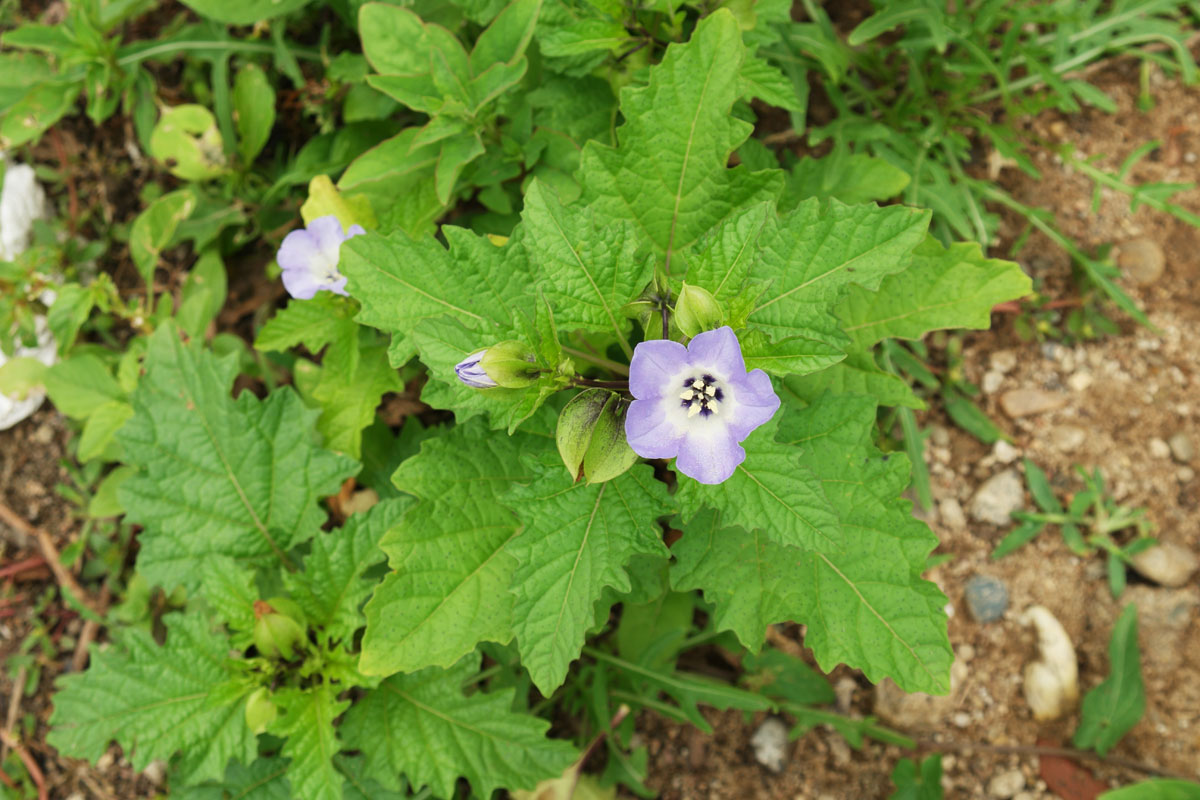 Nicandra physalodes