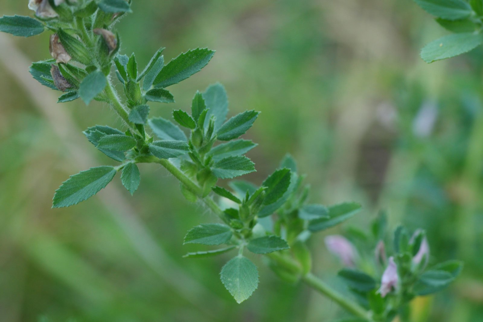 Ononis spinosa