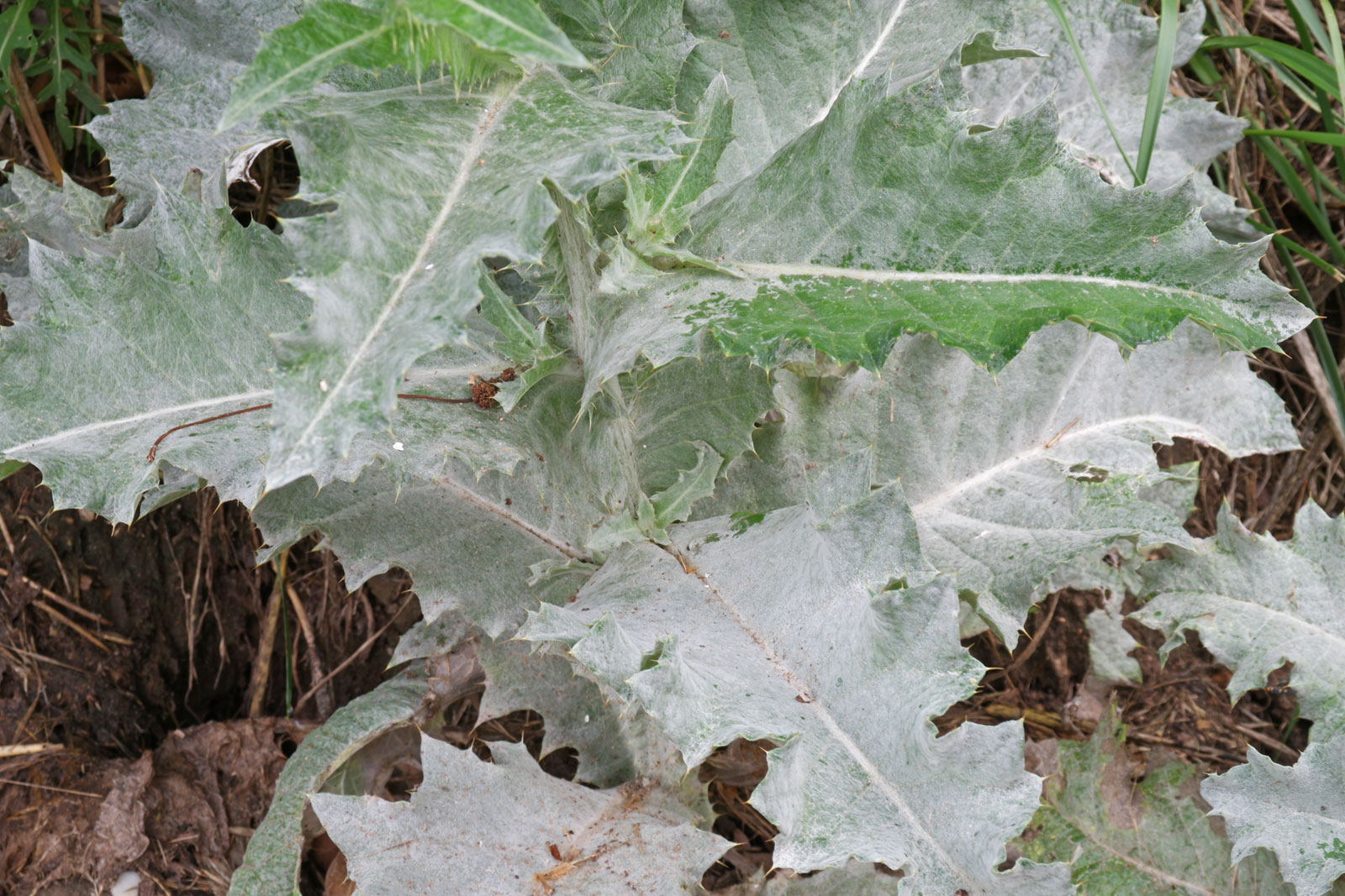 Onopordum acanthium