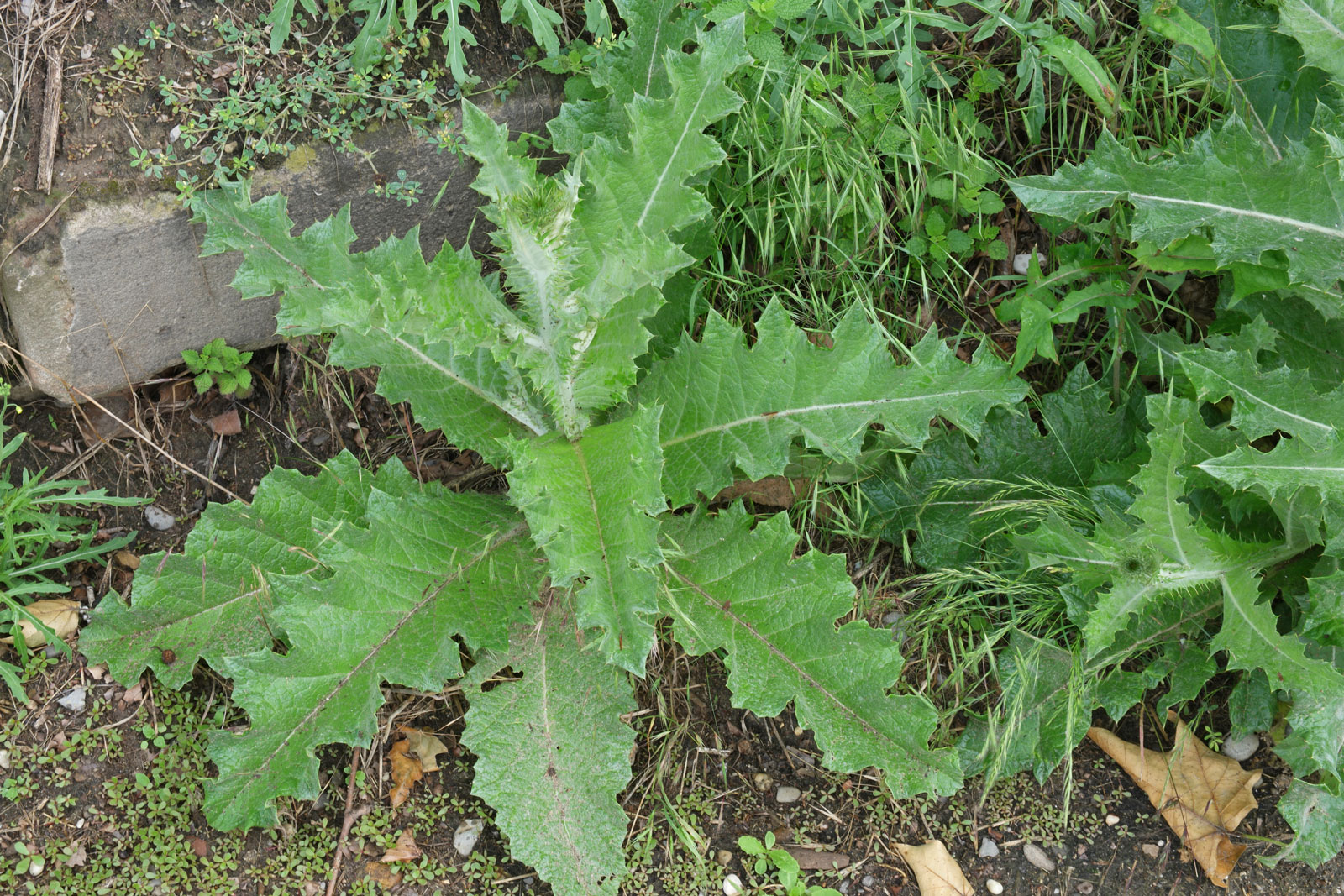 Onopordum acanthium