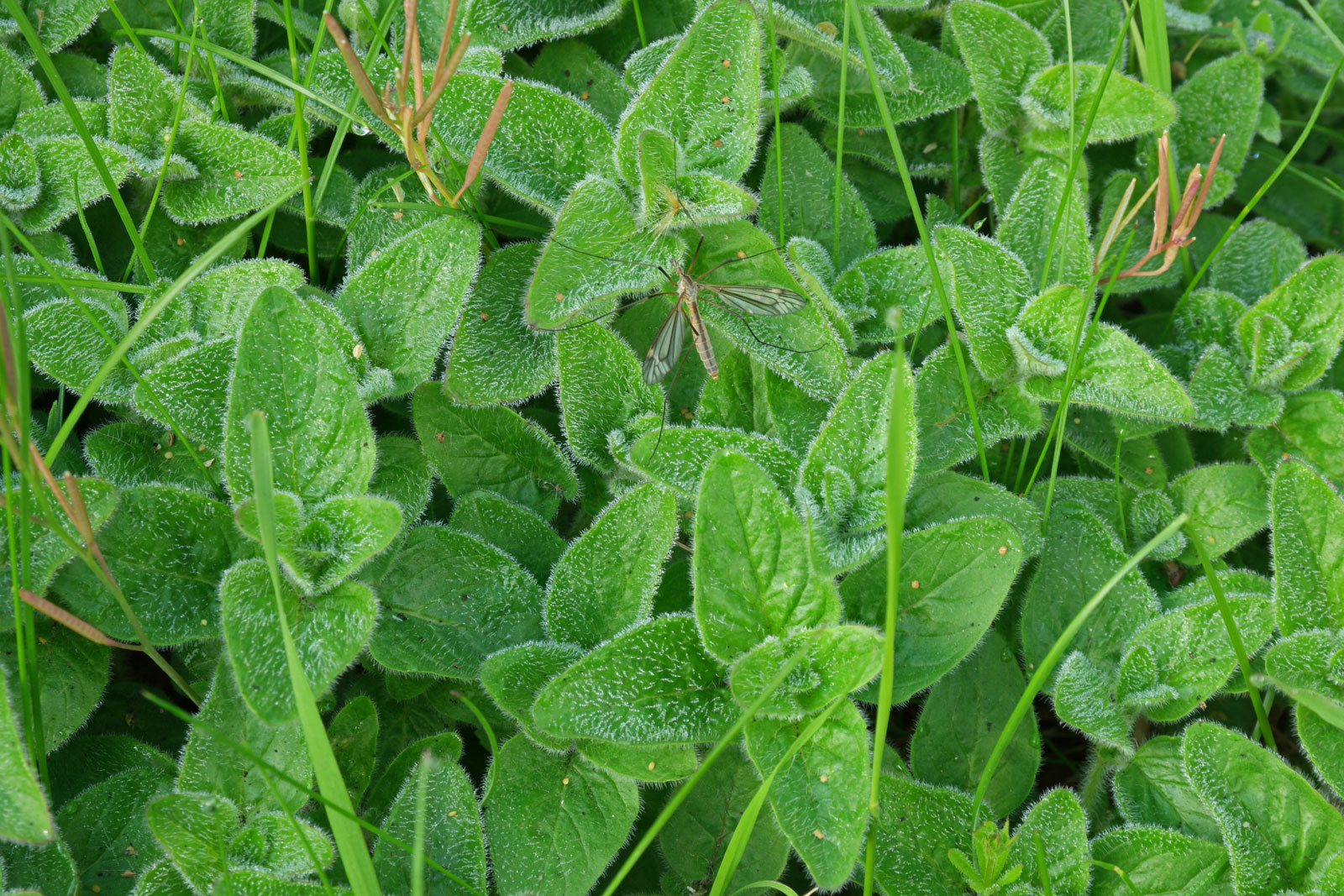 Origanum vulgare