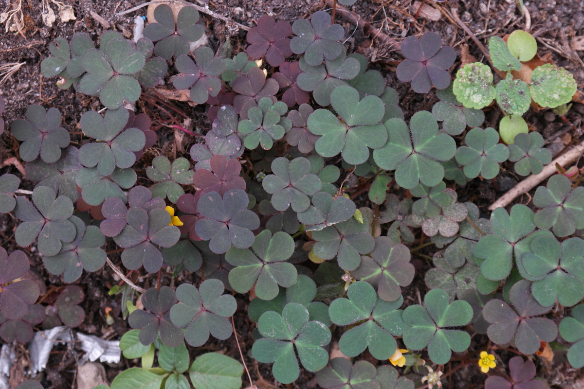 Oxalis corniculata