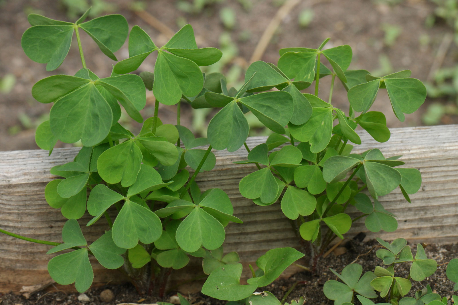 Oxalis stricta