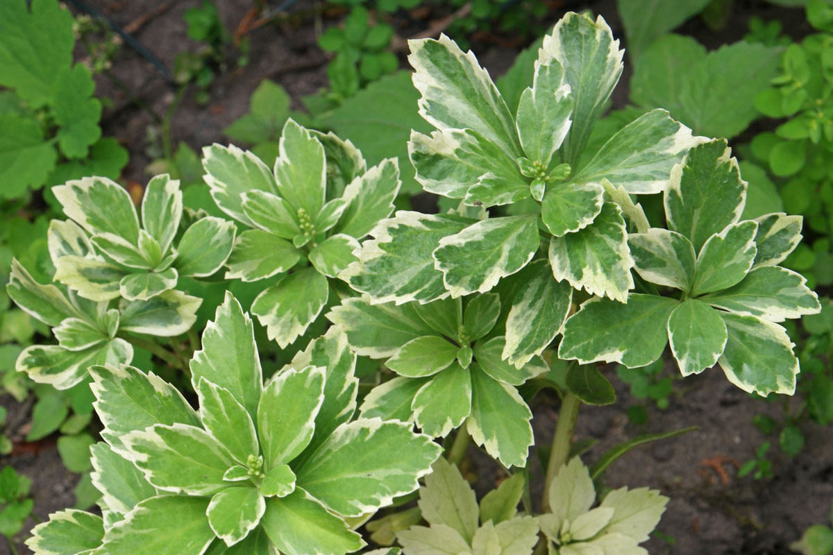 Pachysandra terminalis Variegata