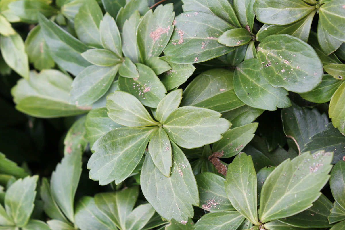 Pachysandra terminalis