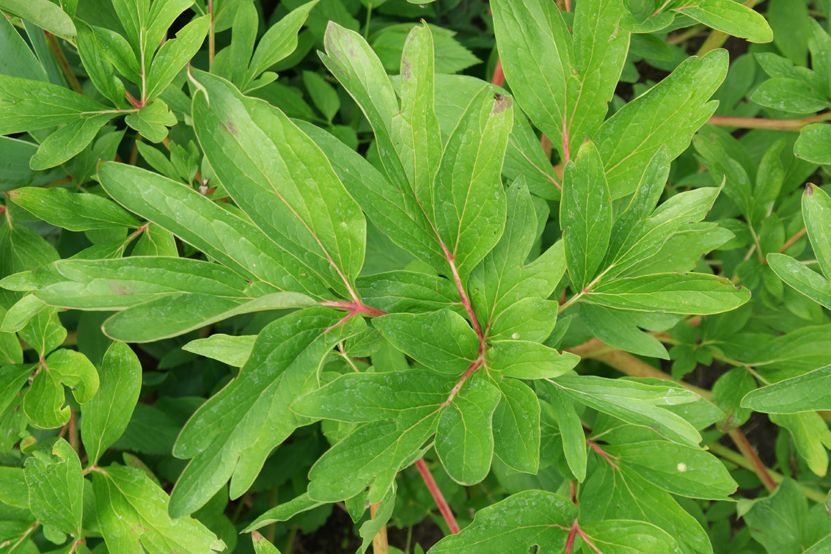 Paeonia officinalis
