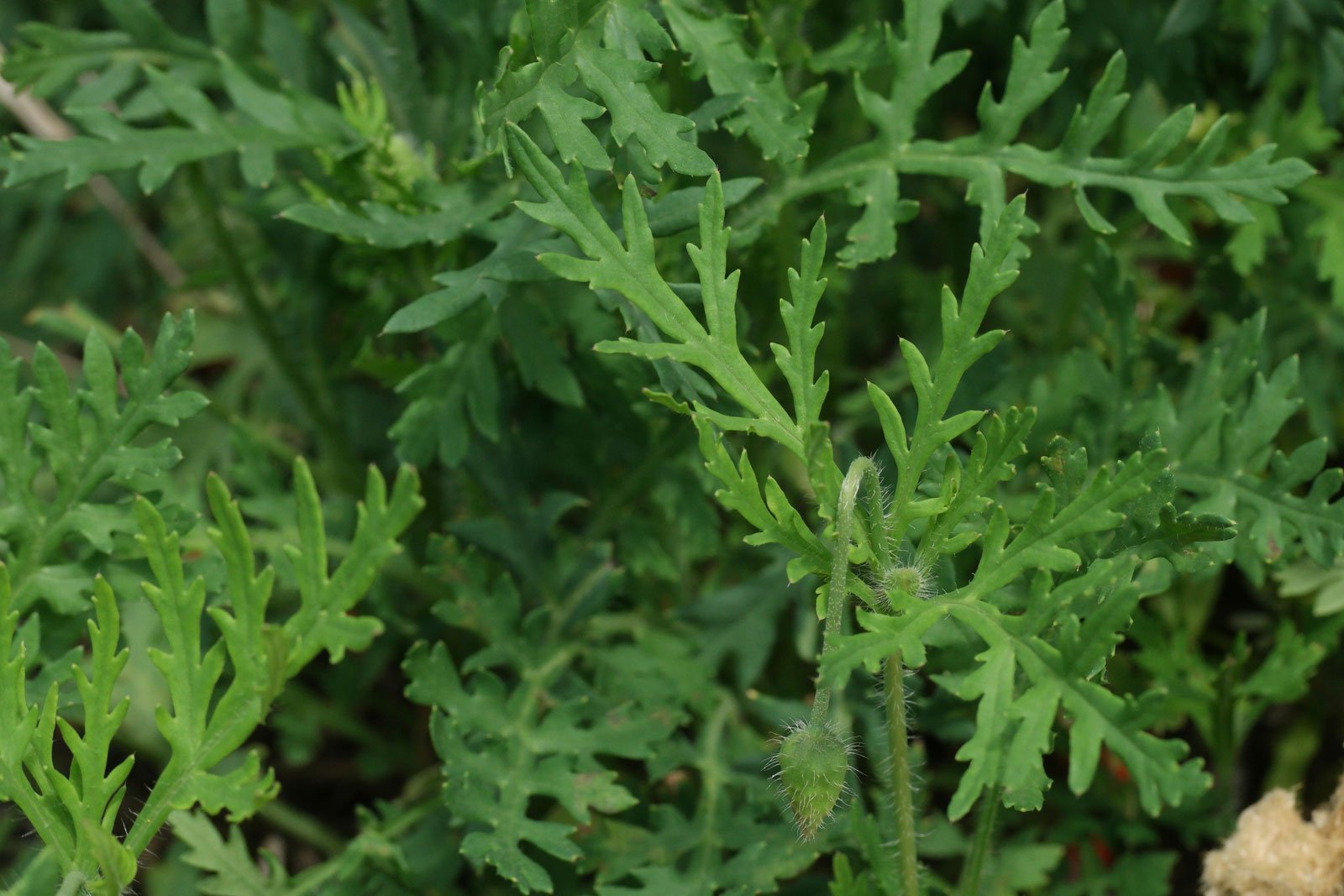 Papaver dubium