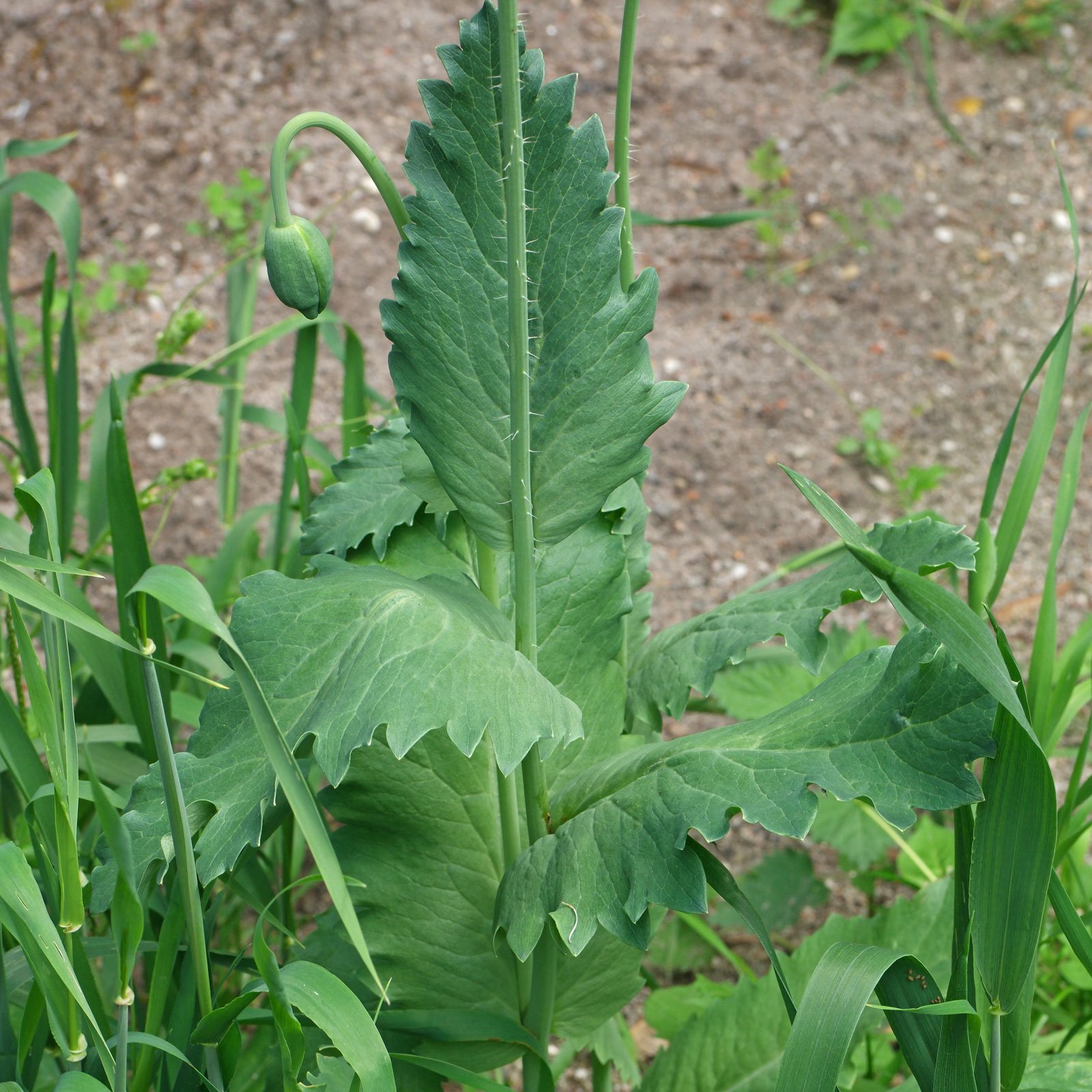 Papaver somniferum