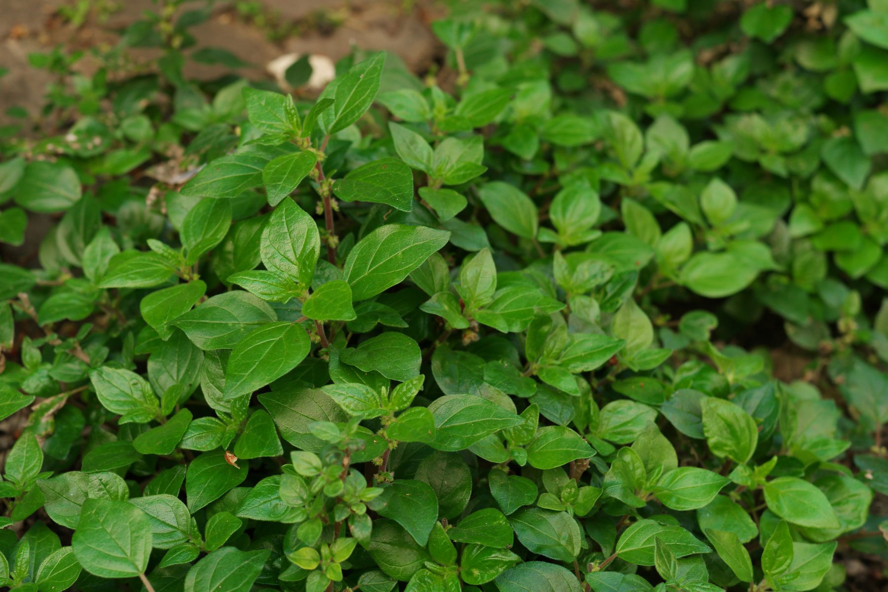 Parietaria judaica