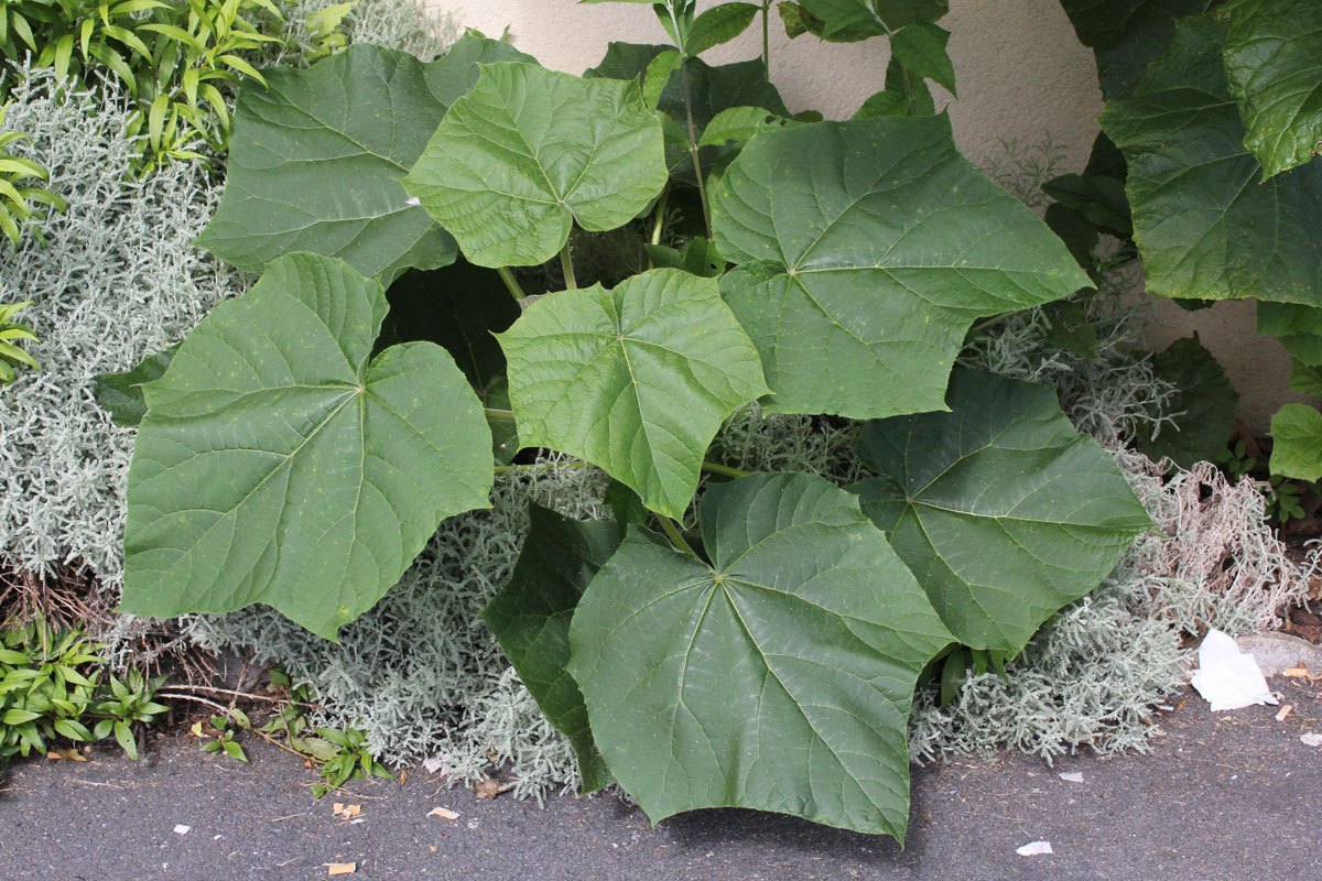 Paulownia tomentosa