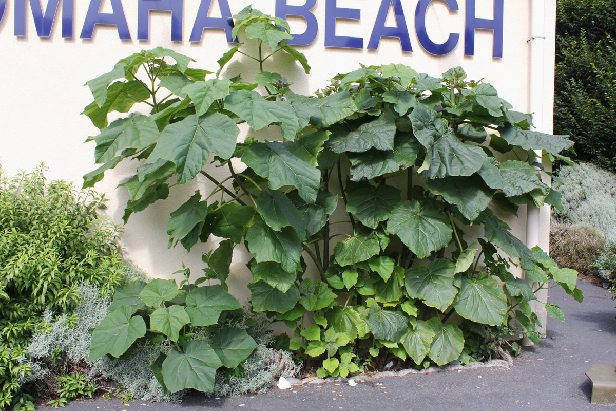 Paulownia tomentosa
