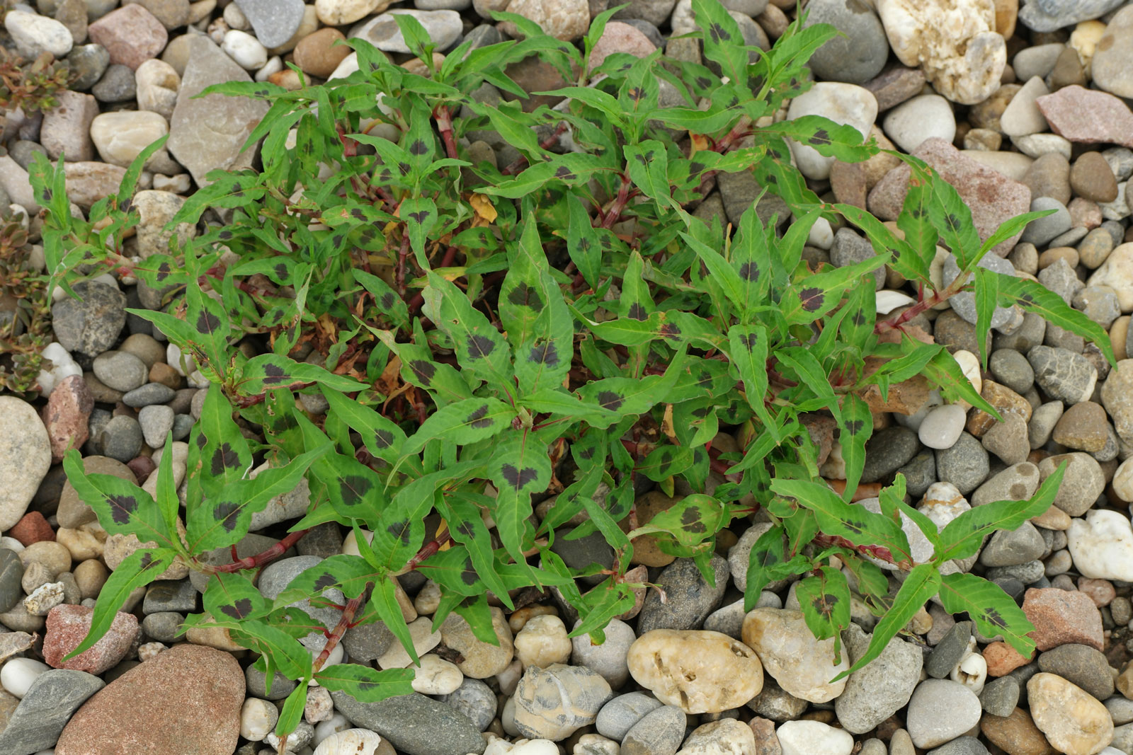 Persicaria lapathifolia