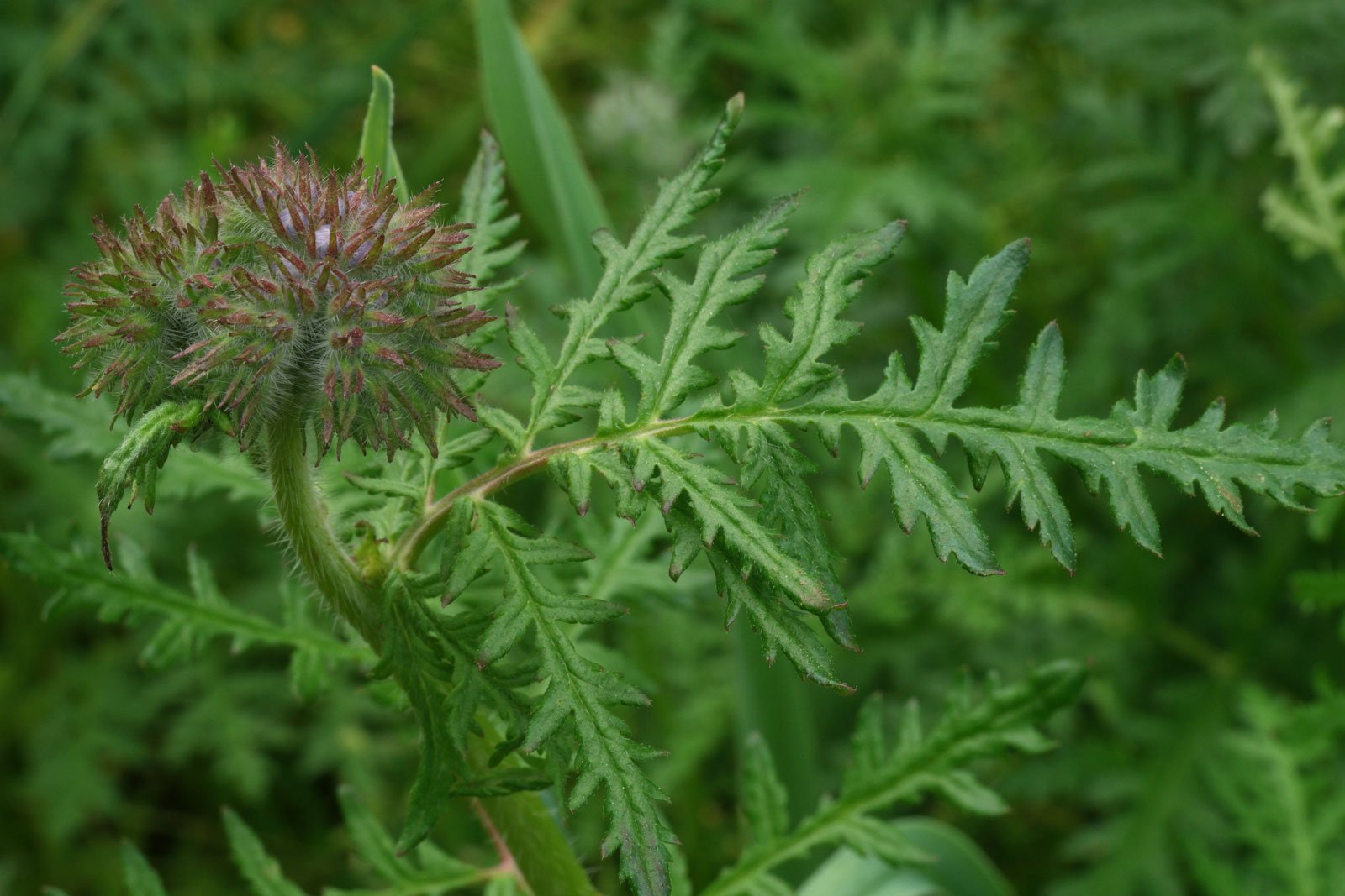 Phacelia tanacetifolia