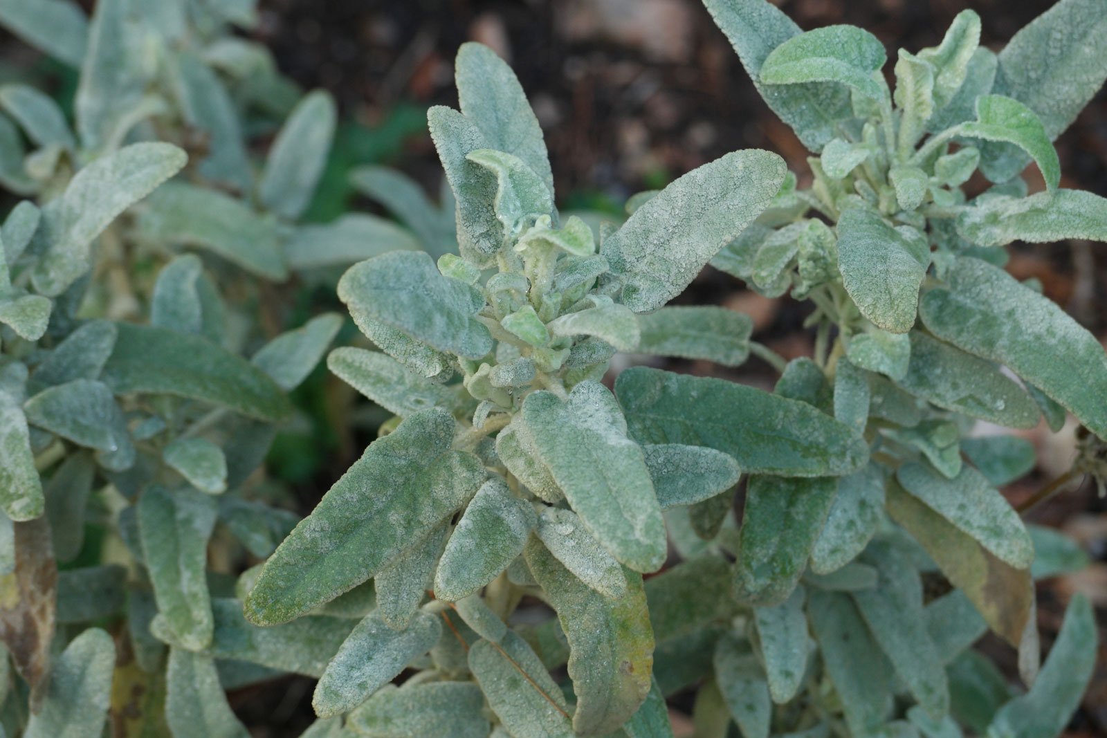 Phlomis italica
