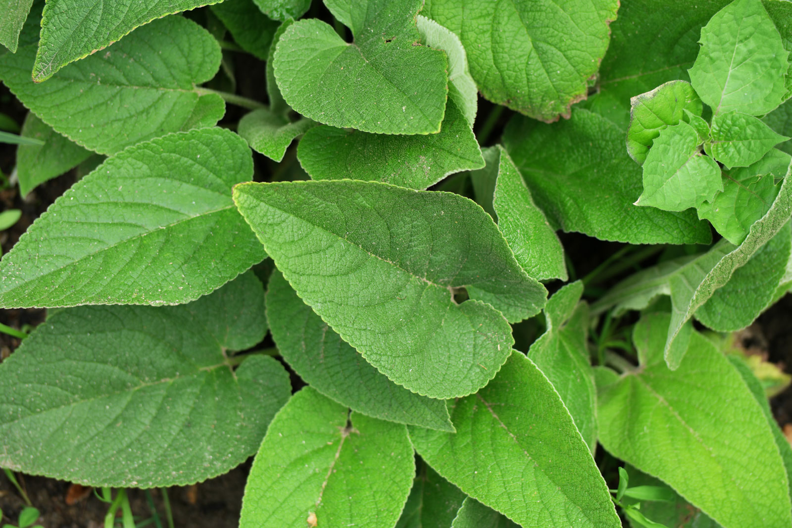 Phlomis russeliana