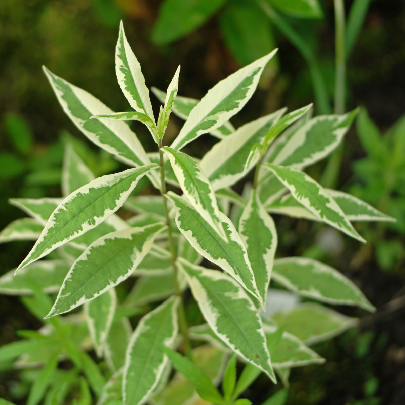 Phlox paniculata Nora Leigh