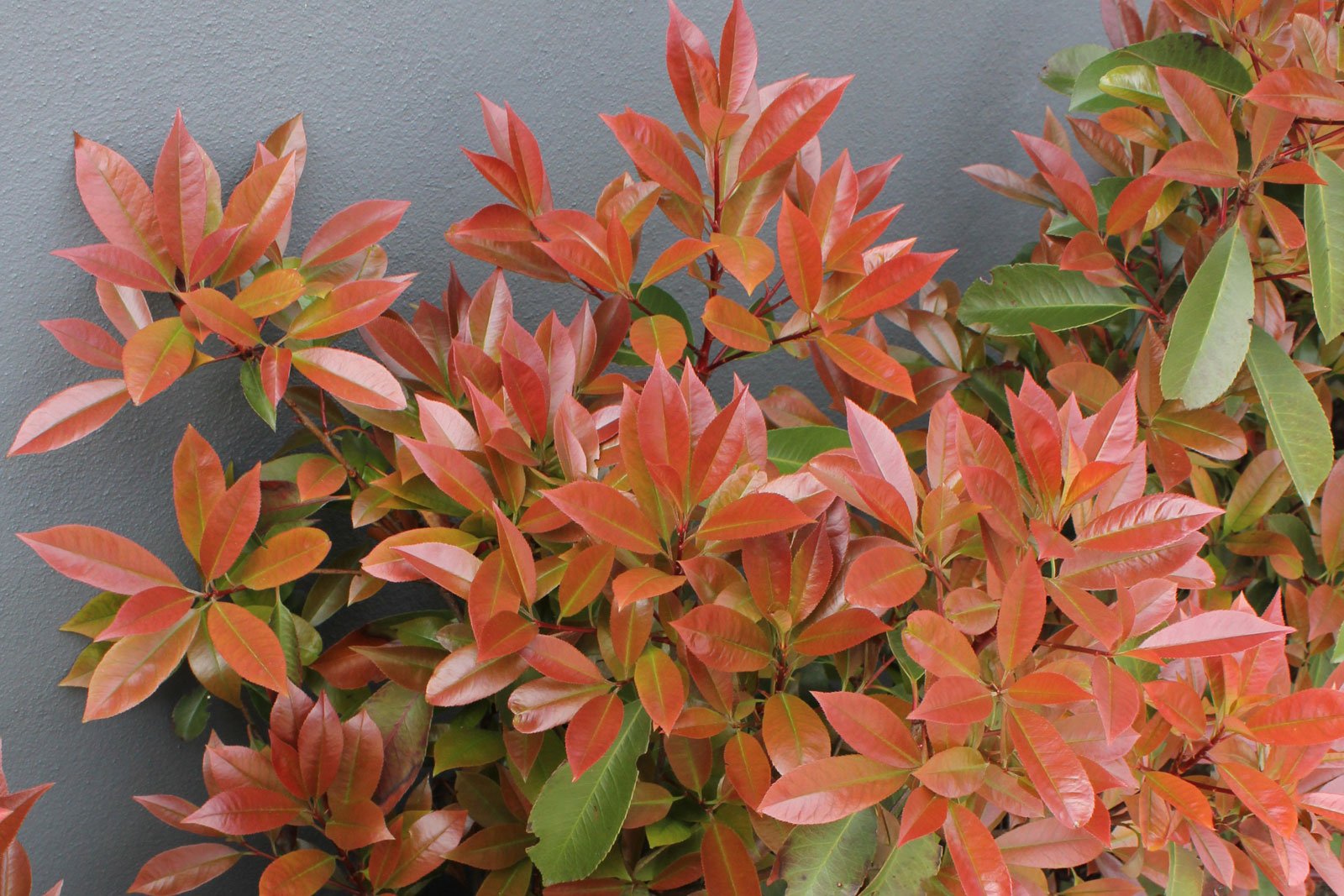 Photinia fraseri