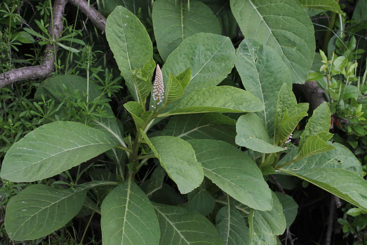Phytolacca acinosa