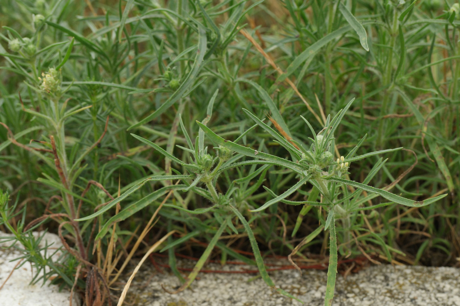 Plantago arenaria