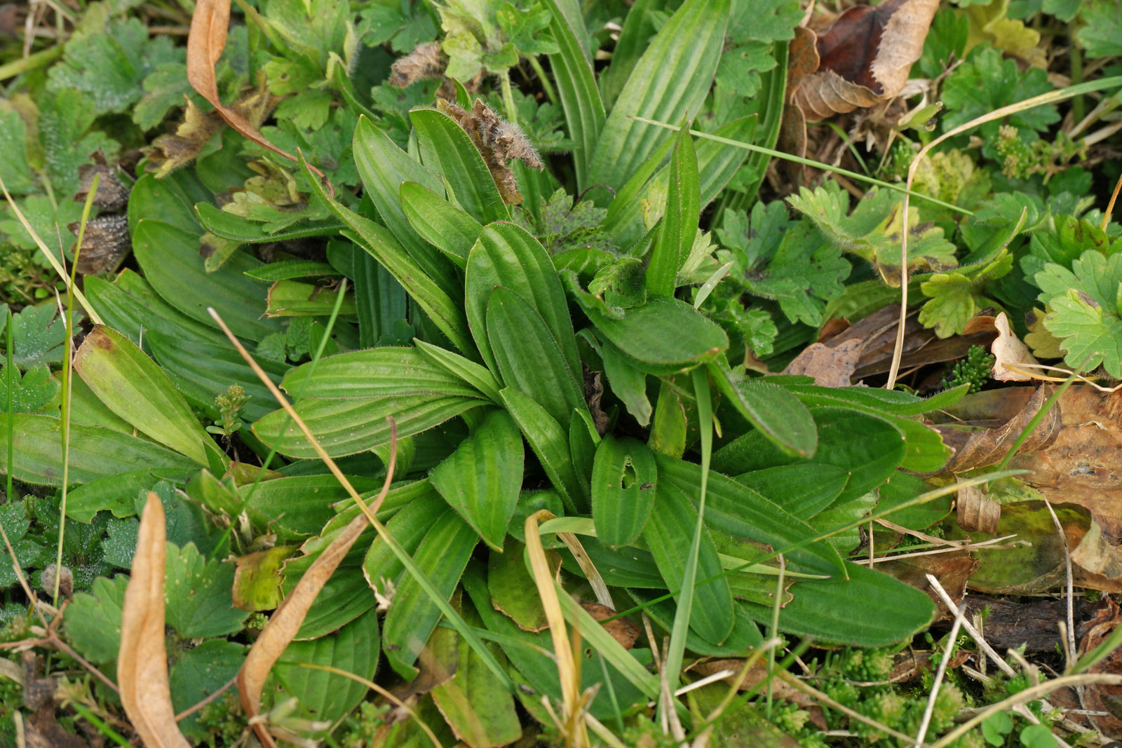 Plantago lanceolata