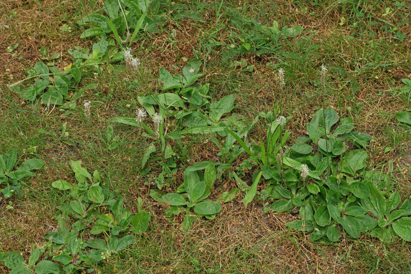 Plantago media