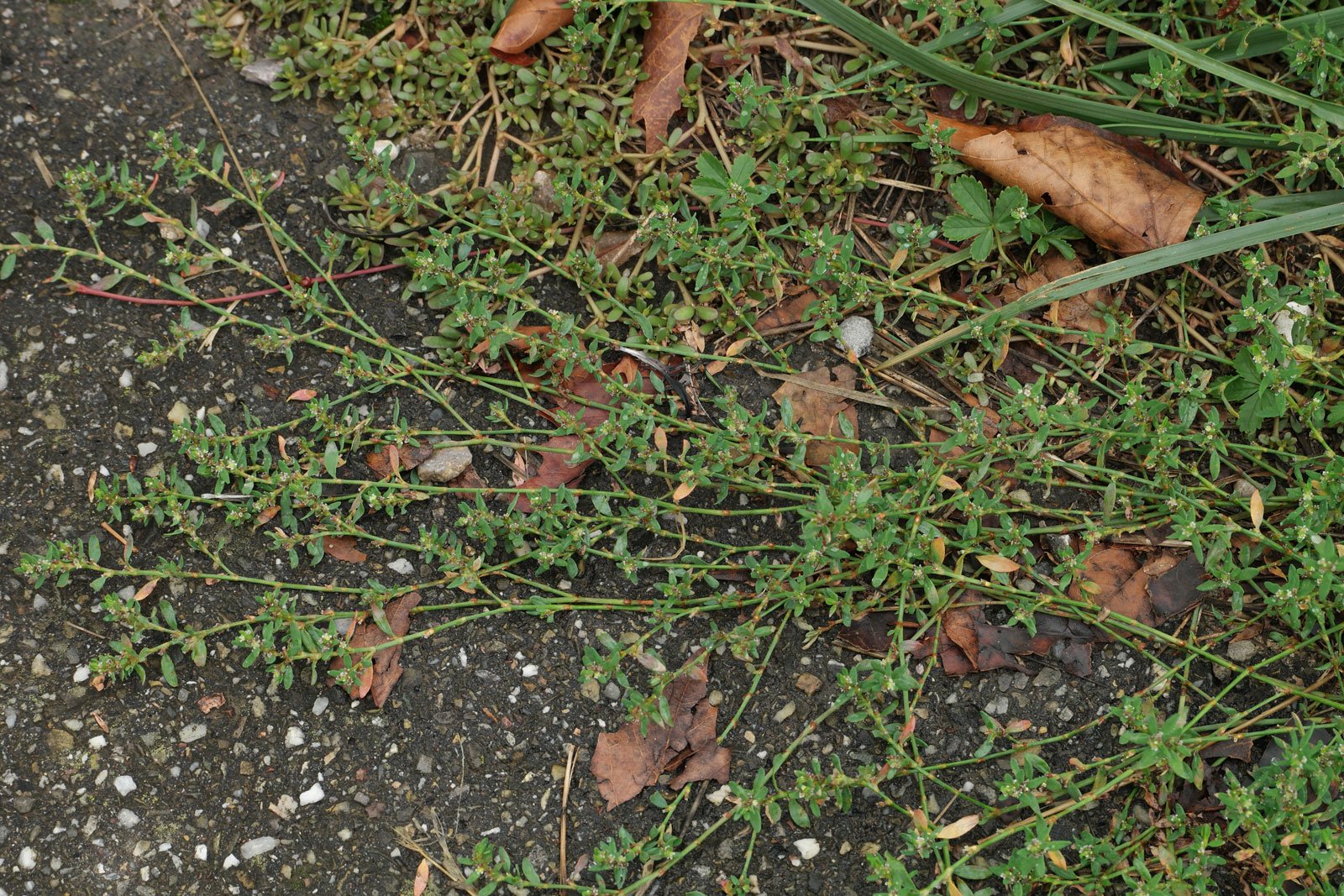 Polygonum aviculare