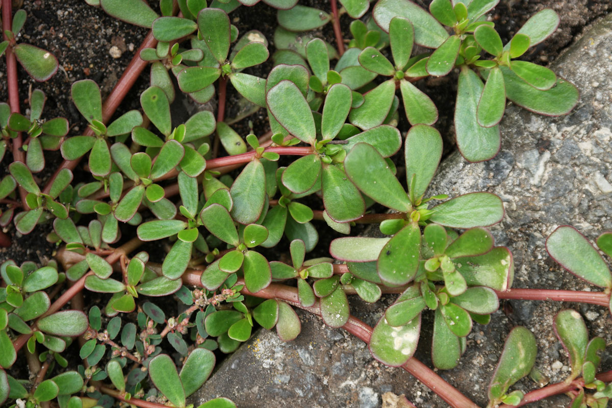 Portulaca oleracea