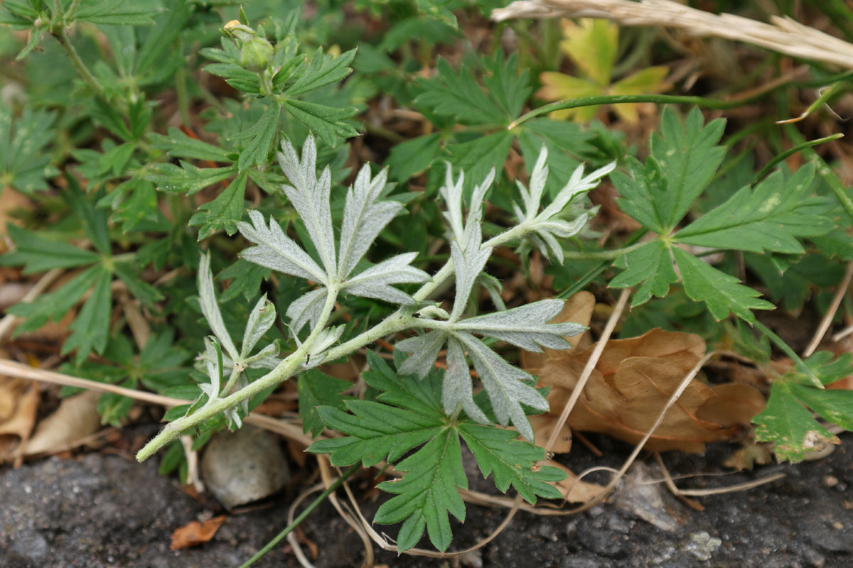 Potentilla argentea