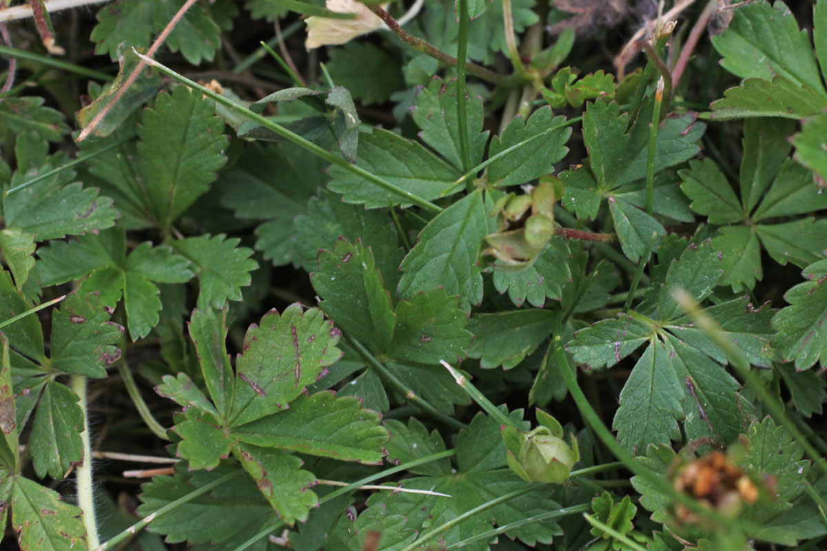 Potentilla reptans