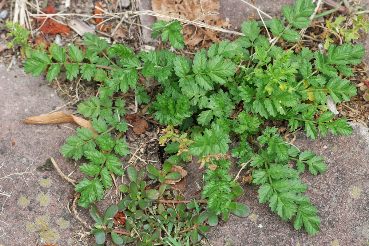 Potentilla supina