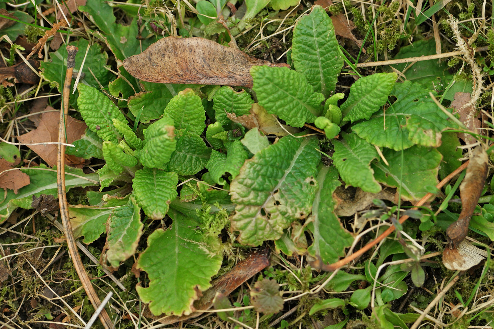 Primula veris
